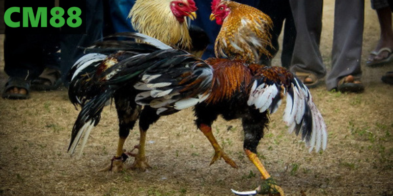 Đá gà cựa sắt 